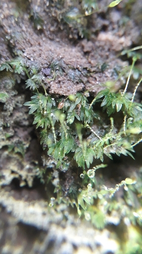 Image of Fissidens bryoides by (c) Christophe, some rights reserved (CC BY)