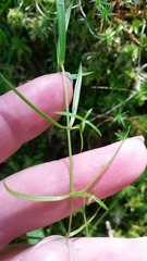 Stellaria longifolia