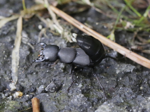 Devil's coach horse beetle
