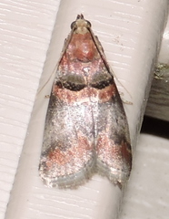 Acrobasis angusella