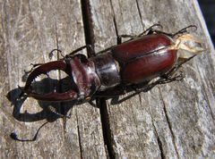 Lucanus elaphus