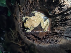 Toad-Wife Tree Frog photo 3