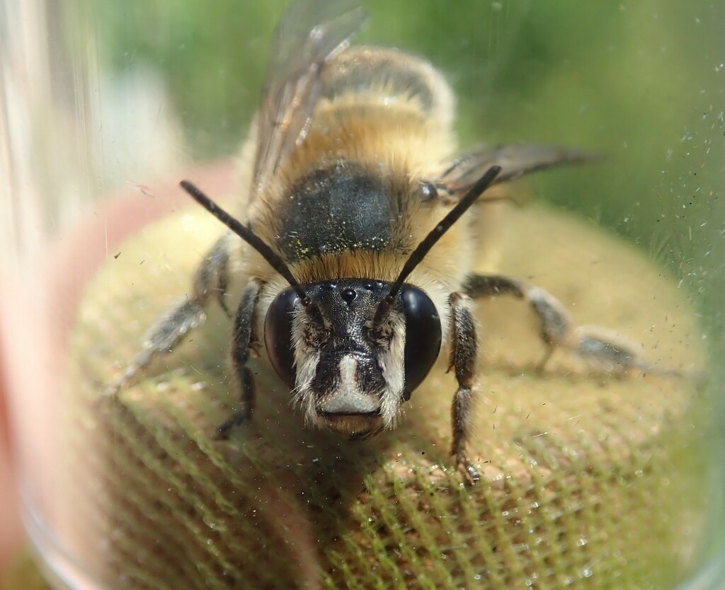 Anthophora dufourii