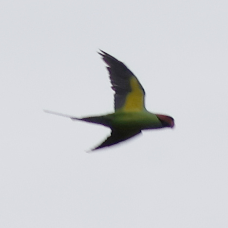 Long-tailed Parakeet illustration