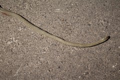 Dolichophis caspius