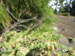 Promachus vexator