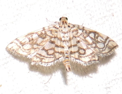 Lygropia rivulalis