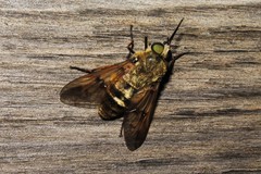 Pangonius pyritosus