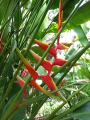 Heliconia × rauliniana