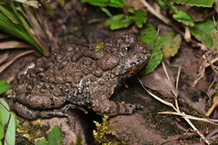 Large-Webbed Bell Toad photo 1
