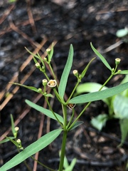 Euphorbia curtisii