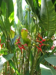 Heliconia × rauliniana
