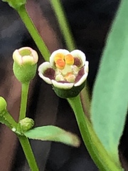 Euphorbia curtisii