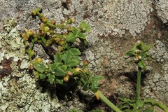 Scrophularia heterophylla