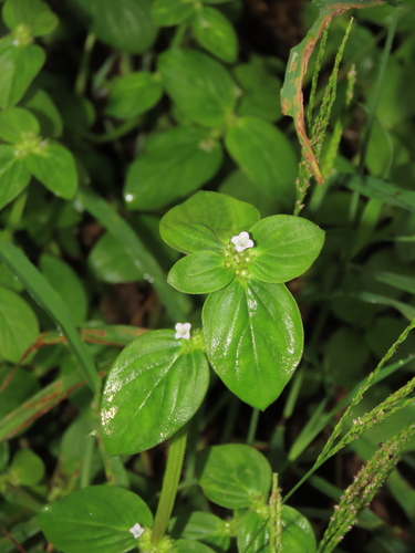 Image of Winged False Buttonweed (Spermacoce latifolia) by (c) chiuluan, some rights reserved (CC BY)