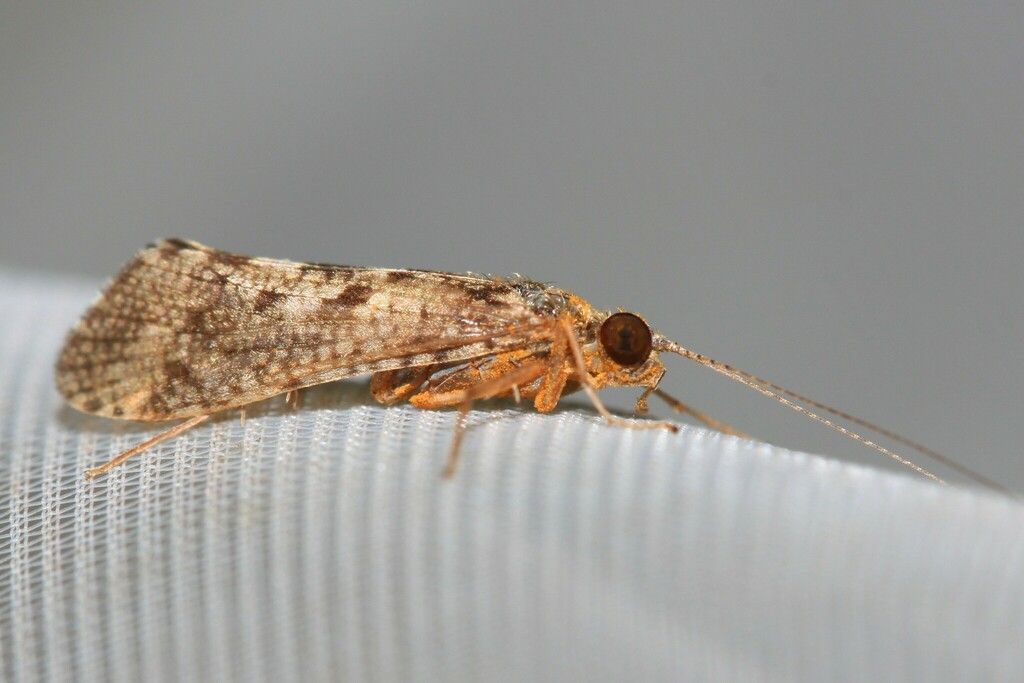 Hydropsyche exocellata
