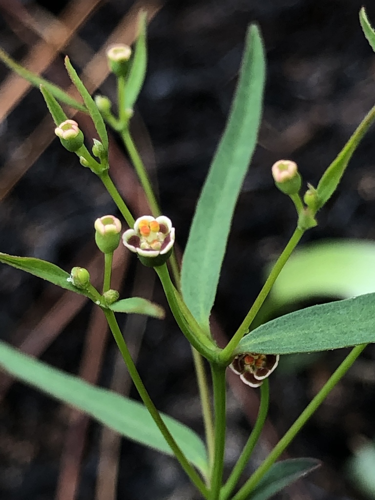 Curtis's spurge