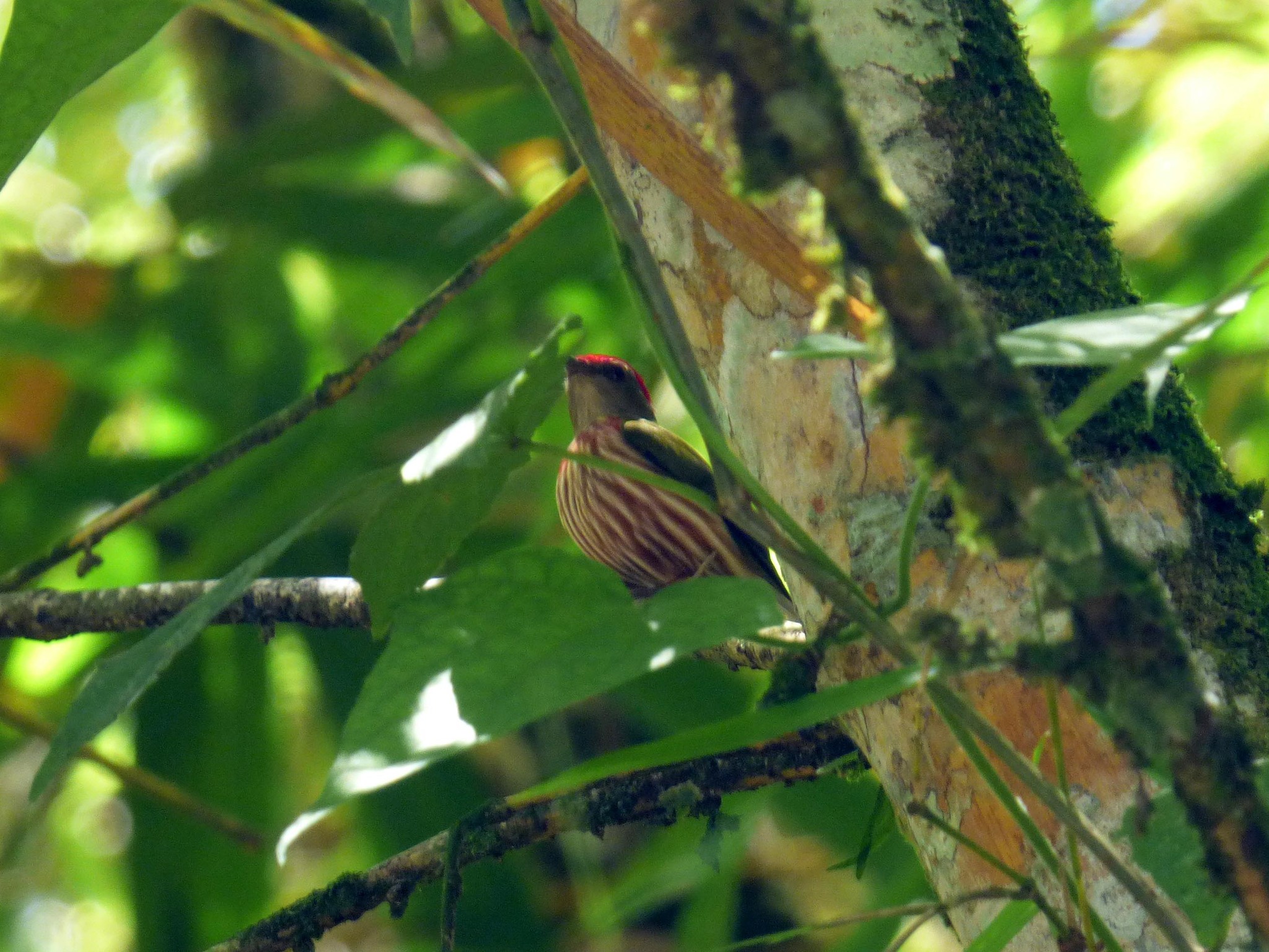Striolated Manakin illustration
