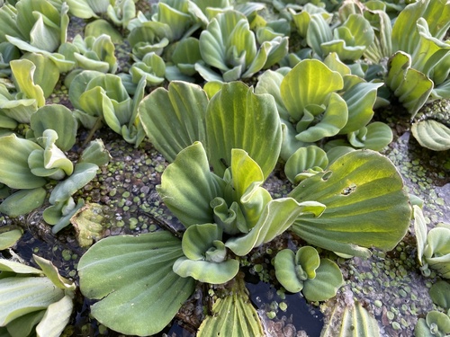 Pistia stratiotes