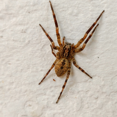 Zoropsis spinimana