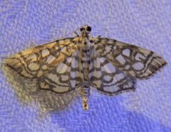 Lygropia rivulalis