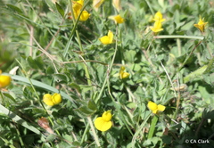 Lotus angustissimus