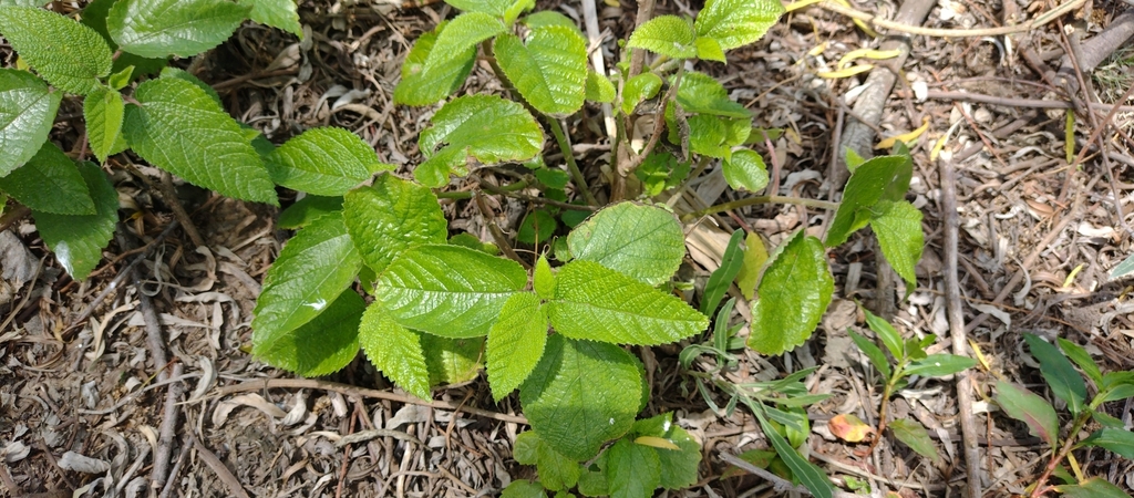 Urera aurantiaca; photograph author not stated, no rights reserved