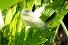 Dismorphiinae