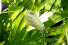 Dismorphiinae