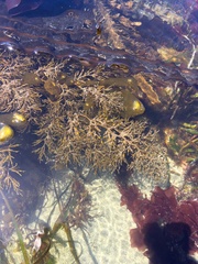 Stephanocystis geminata