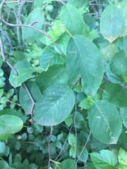 Amelanchier canadensis