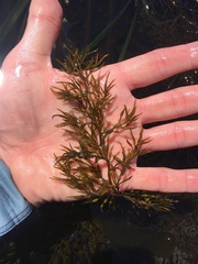 Stephanocystis geminata