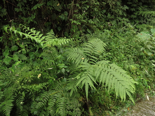 Image of Pteris wallichiana by (c) chiuluan, some rights reserved (CC BY)