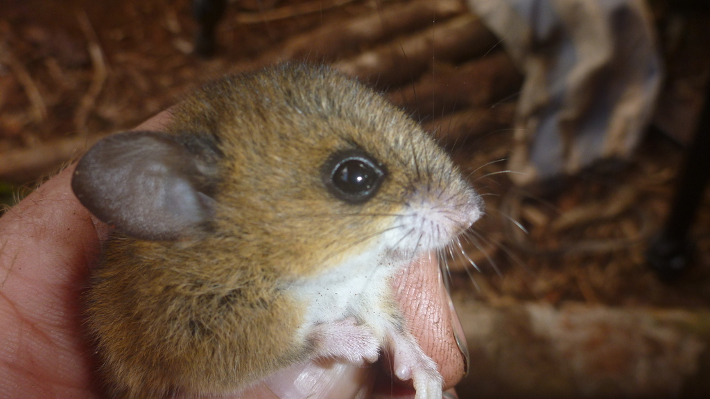 Distinguished Oldfield Mouse