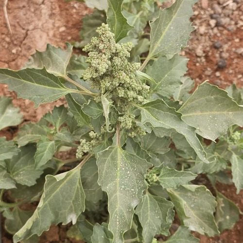 nettle-leaved goosefoot