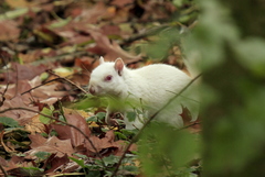 Sciurus carolinensis