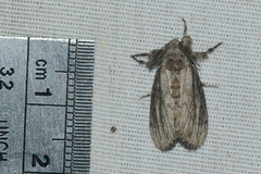 Dasychira atrivenosa