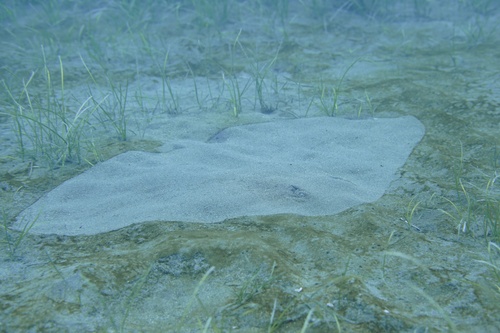 Spiny butterfly ray (Gymnura altavela) — Gymnuridae