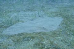 Butterfly Ray