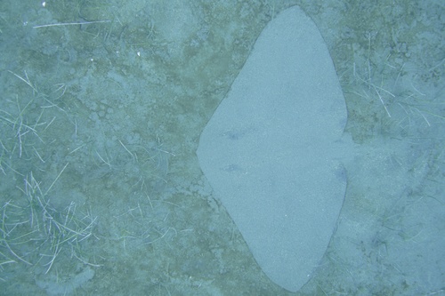 Spiny butterfly ray (Gymnura altavela) — Gymnuridae — 2