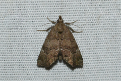 Cutina aluticolor