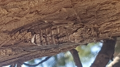 Cicada mordoganensis