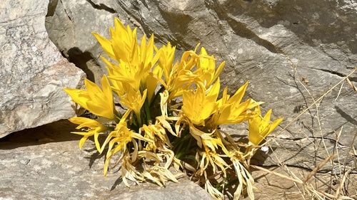Sternbergia lutea