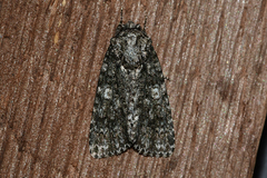 Acronicta afflicta