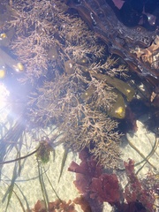 Stephanocystis geminata