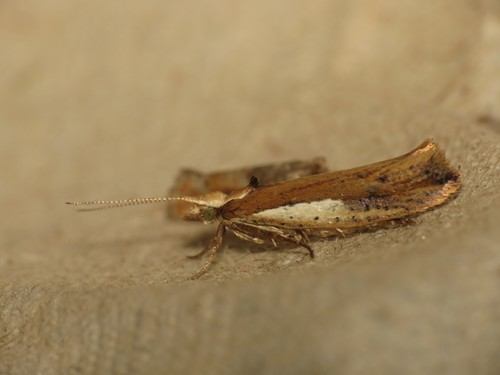 White-shouldered Smudge