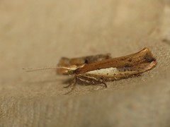 Ypsolopha parenthesella