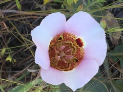 Calochortus vestae