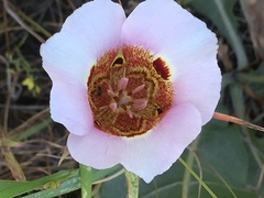 Calochortus vestae
