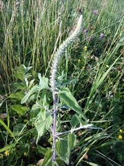 Teucrium hircanicum